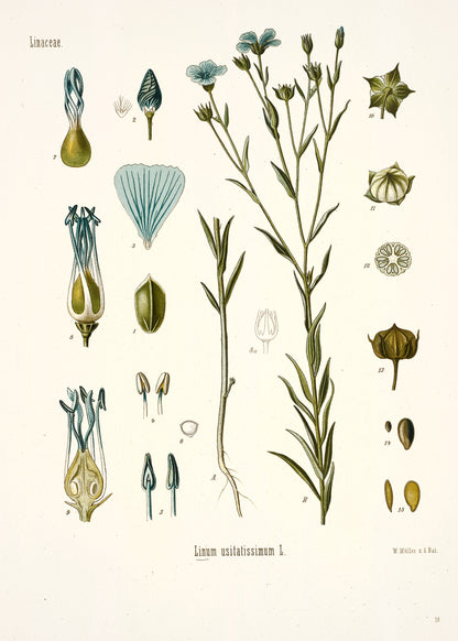 Kohler's Medicinal Plants Whitened Book 1 Set 1 [44 Images]