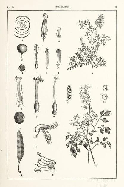 Manual Atlas of Botany Genus Phanerogamous & Cryptogamous Set 1 [98 Images]