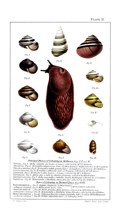 Land & Freshwater Mollusca [23 Images]