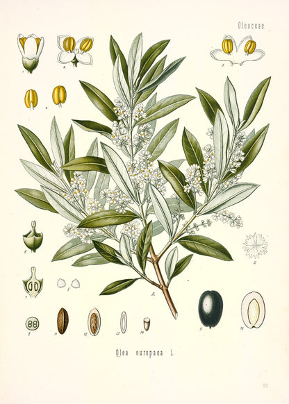 Kohler's Medicinal Plants Whitened Book 2 Set 1 [38 Images]