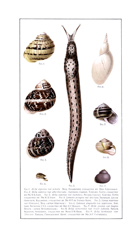 Land & Freshwater Mollusca [23 Images]
