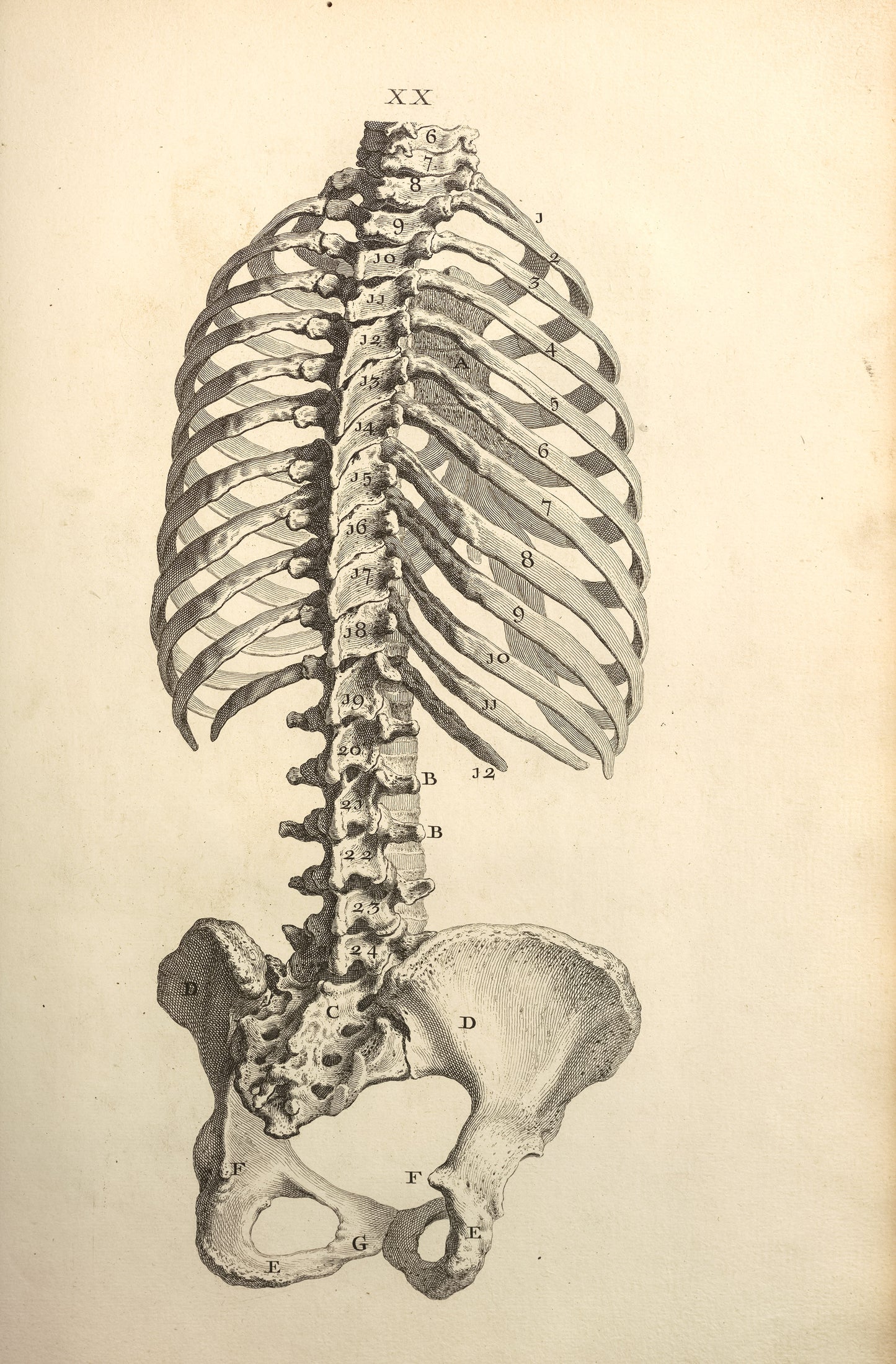 Osteographia or The Anatomy of the Bones Stained [50 Images]