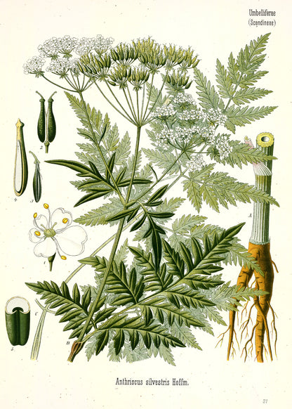 Kohler's Medicinal Plants Whitened Book 3 Set 1 [40 Images]