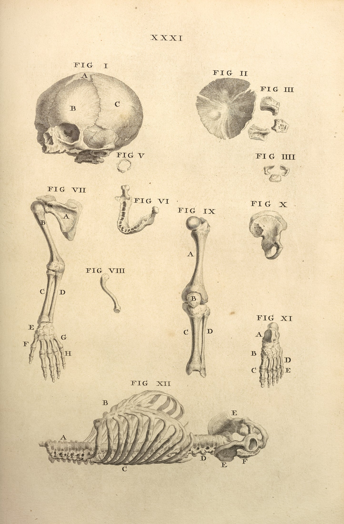 Osteographia or The Anatomy of the Bones Stained [50 Images]