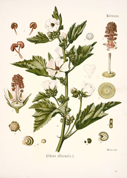 Kohler's Medicinal Plants Whitened Book 1 Set 1 [44 Images]