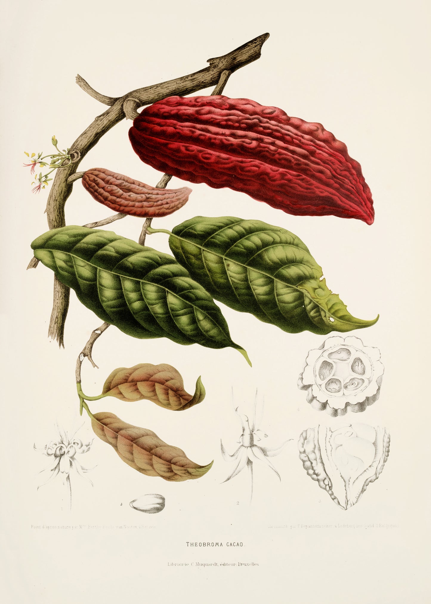 Flowers, Fruits & Foliage of Java [40 Images]