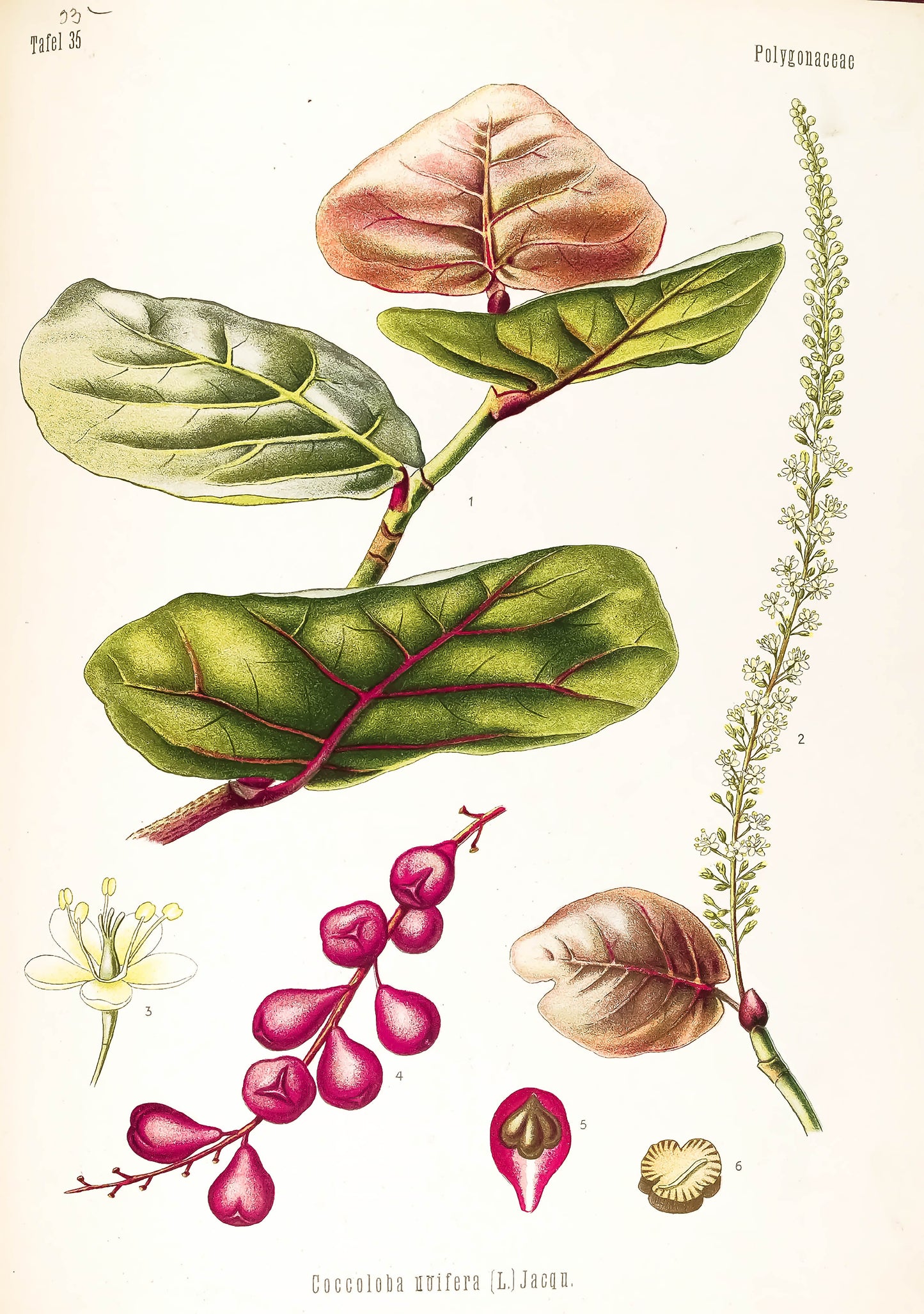Kohler's Medicinal Plants Set 4 [21 Images]