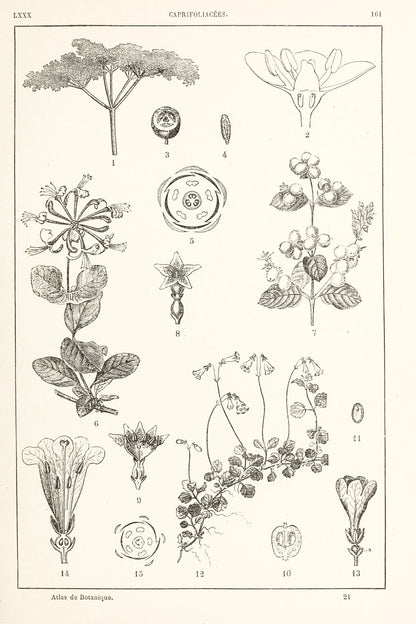 Manual Atlas of Botany Genus Phanerogamous & Cryptogamous Set 1 [98 Images]