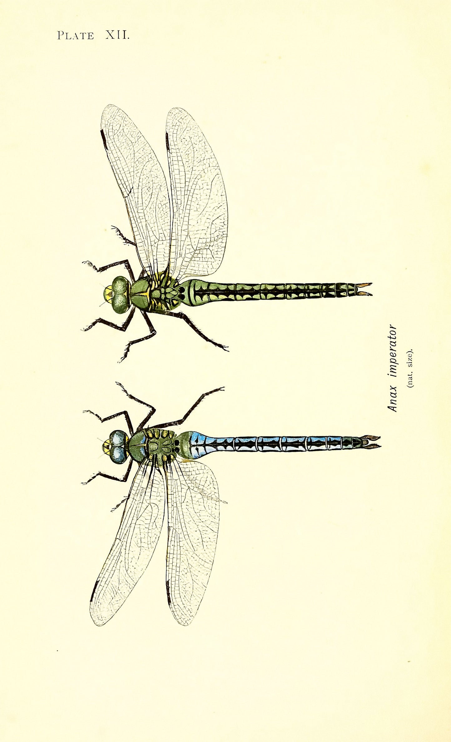 British Dragonflies [27 Images]