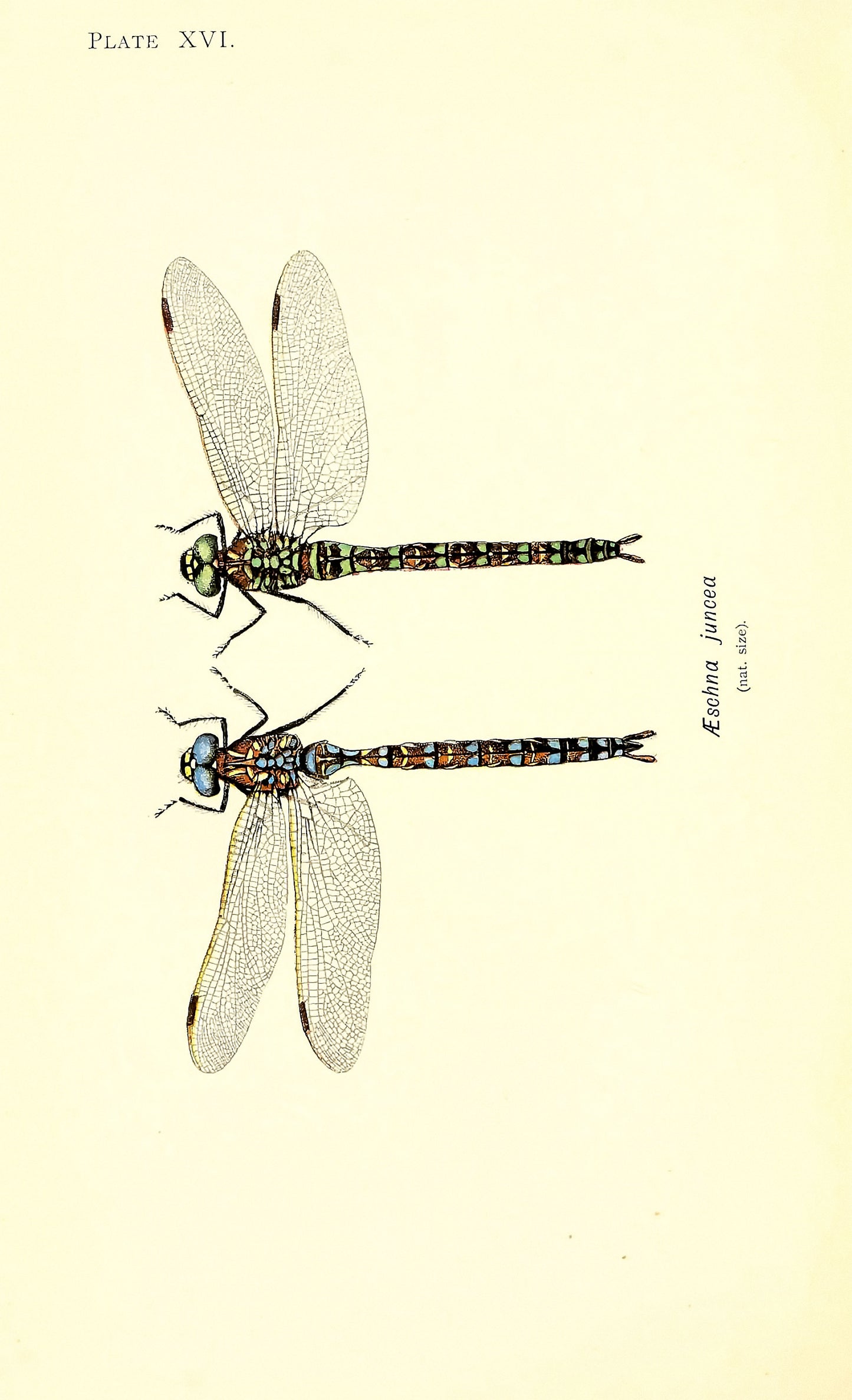 British Dragonflies [27 Images]