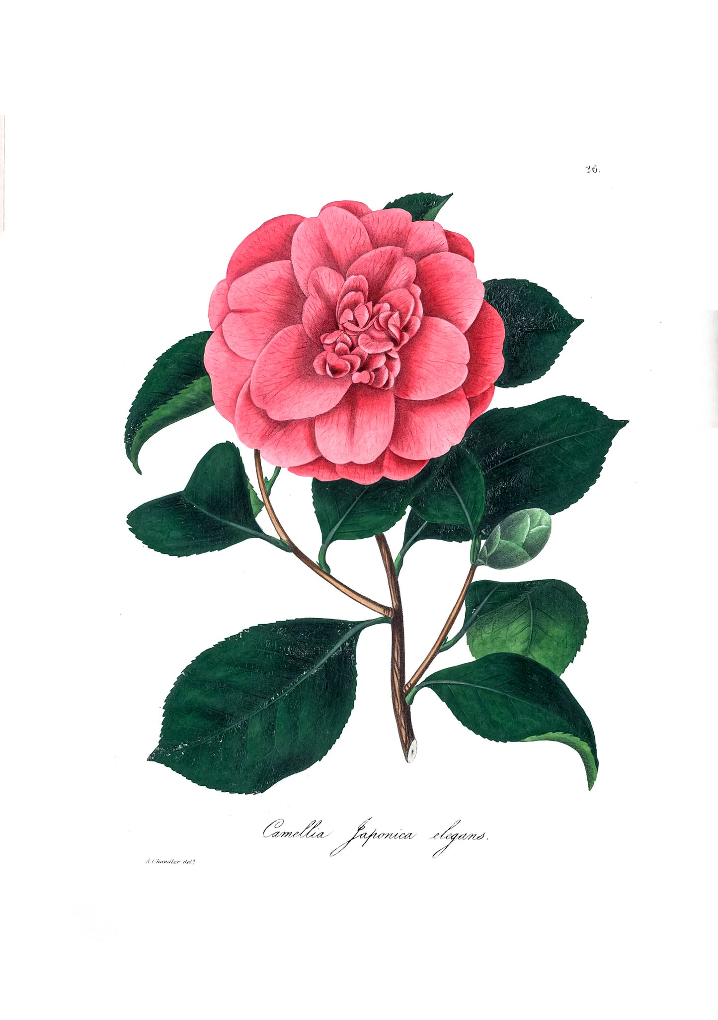 Illustrations & Descriptions of the Camellias [40 Images]