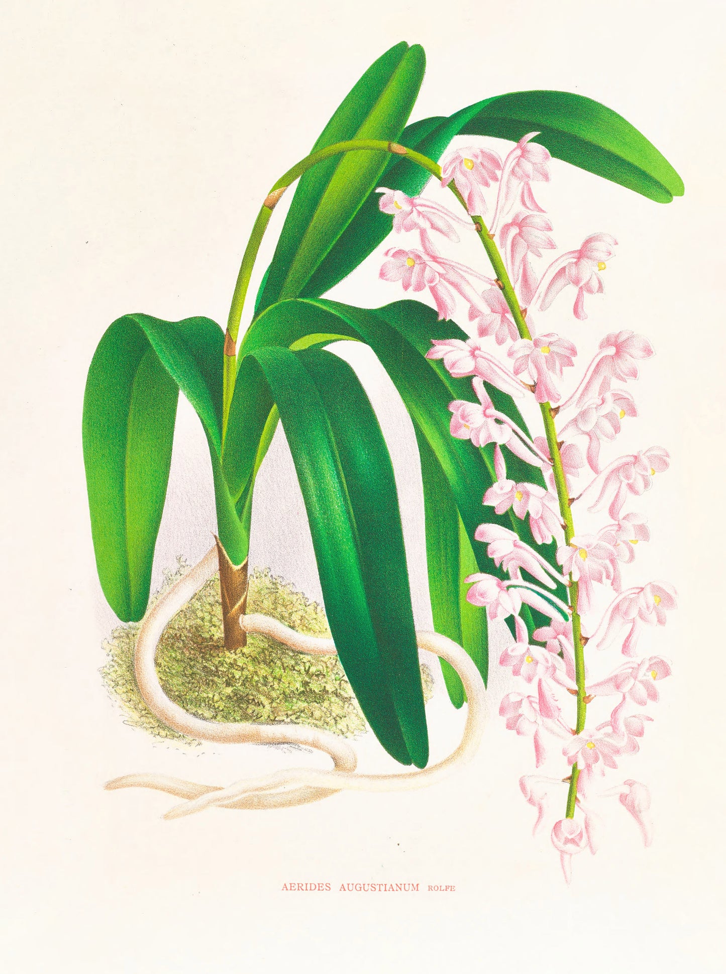 Iconography of Orchids Set 1 [33 Images]