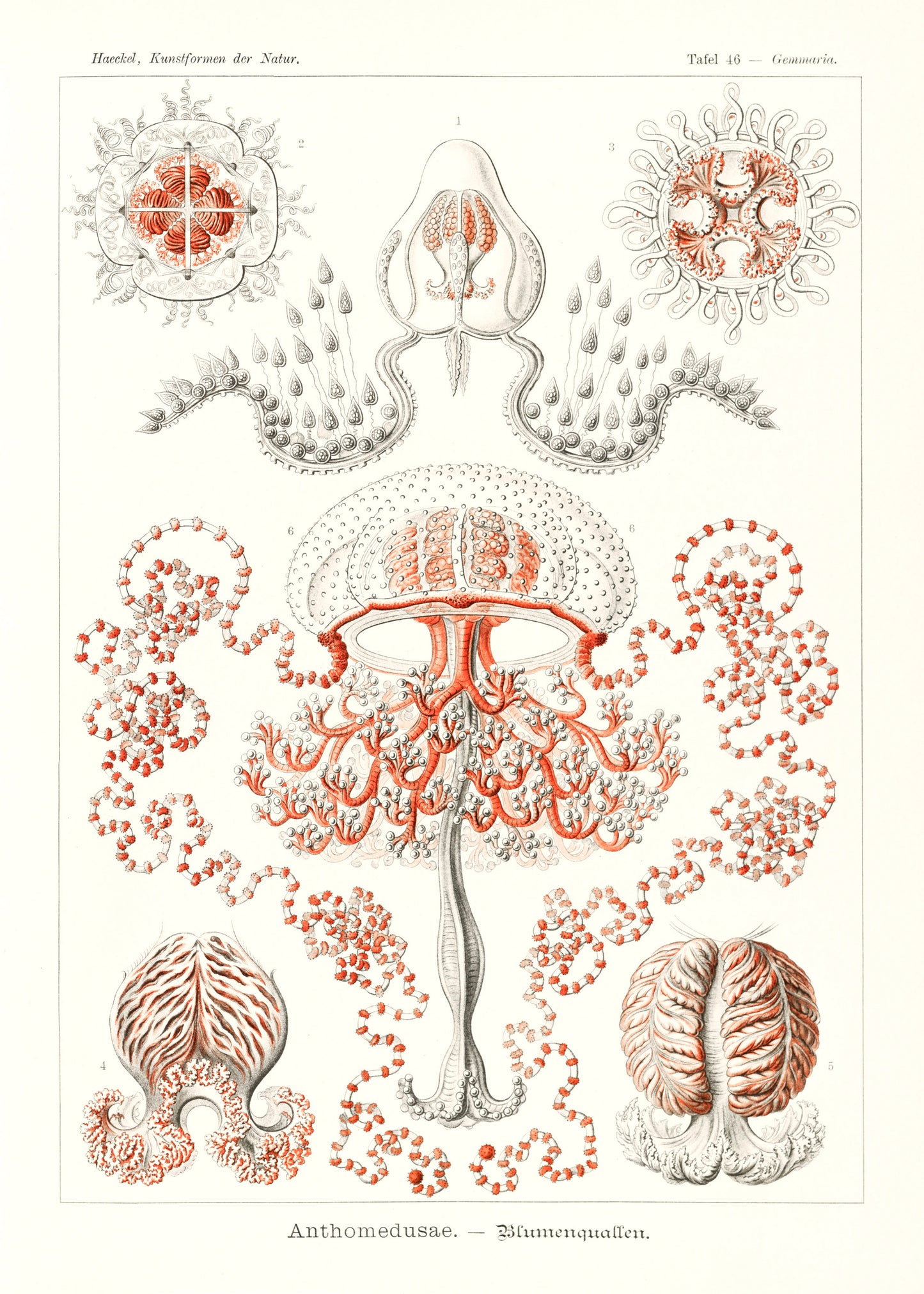 Ernst Haeckel Forms of Nature Set 1 [49 Images]