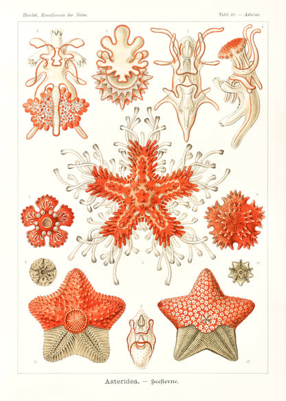 Ernst Haeckel Forms of Nature Set 1 [49 Images]