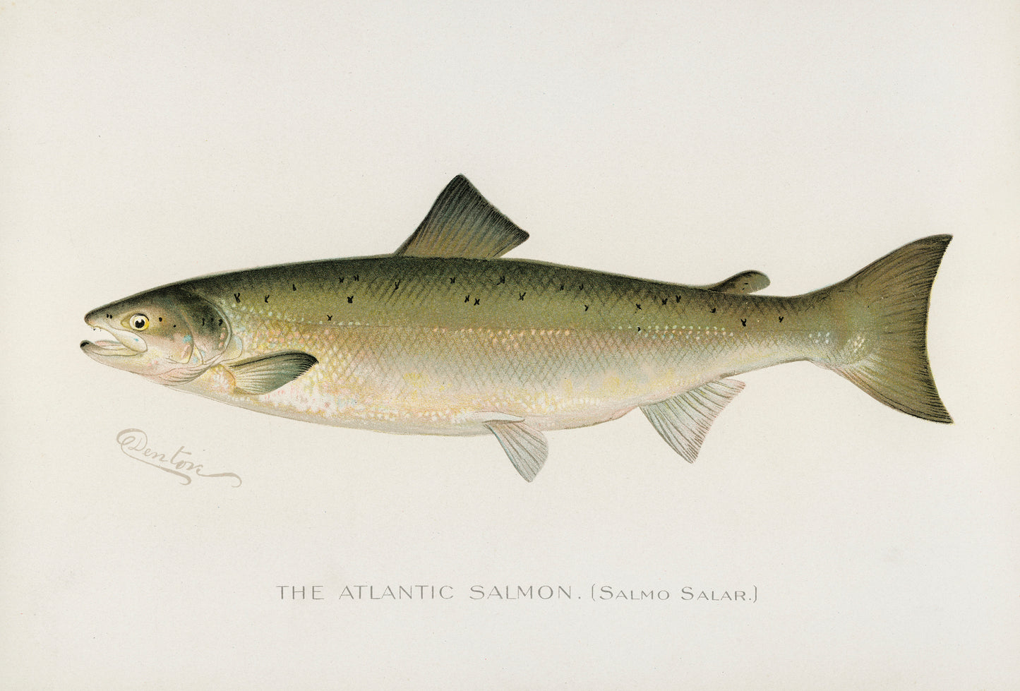 Game Fishes of North America [20 Images]