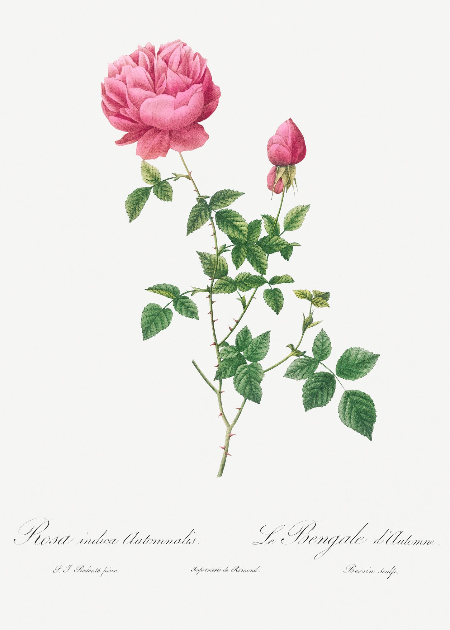 Pierre Joseph Redoute The Roses Set 1 [56 Images]