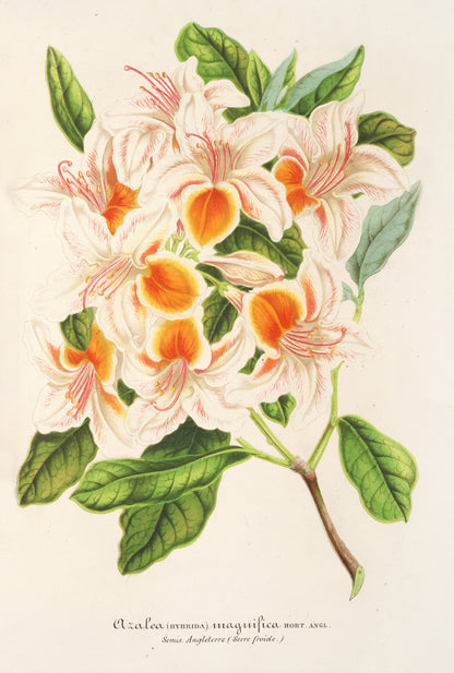 L' Illustration Horticole Azaleas [16 Images]