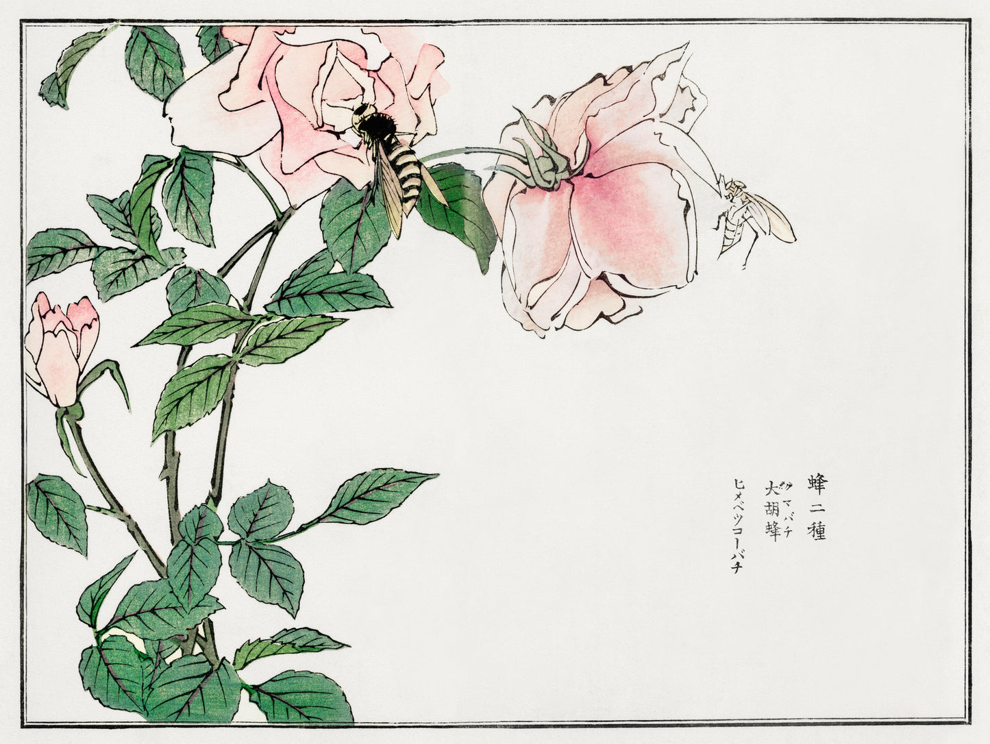 Morimoto Toko Insect & Botanical Woodblock Prints [24 Images]