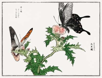 Morimoto Toko Insect & Botanical Woodblock Prints [24 Images]