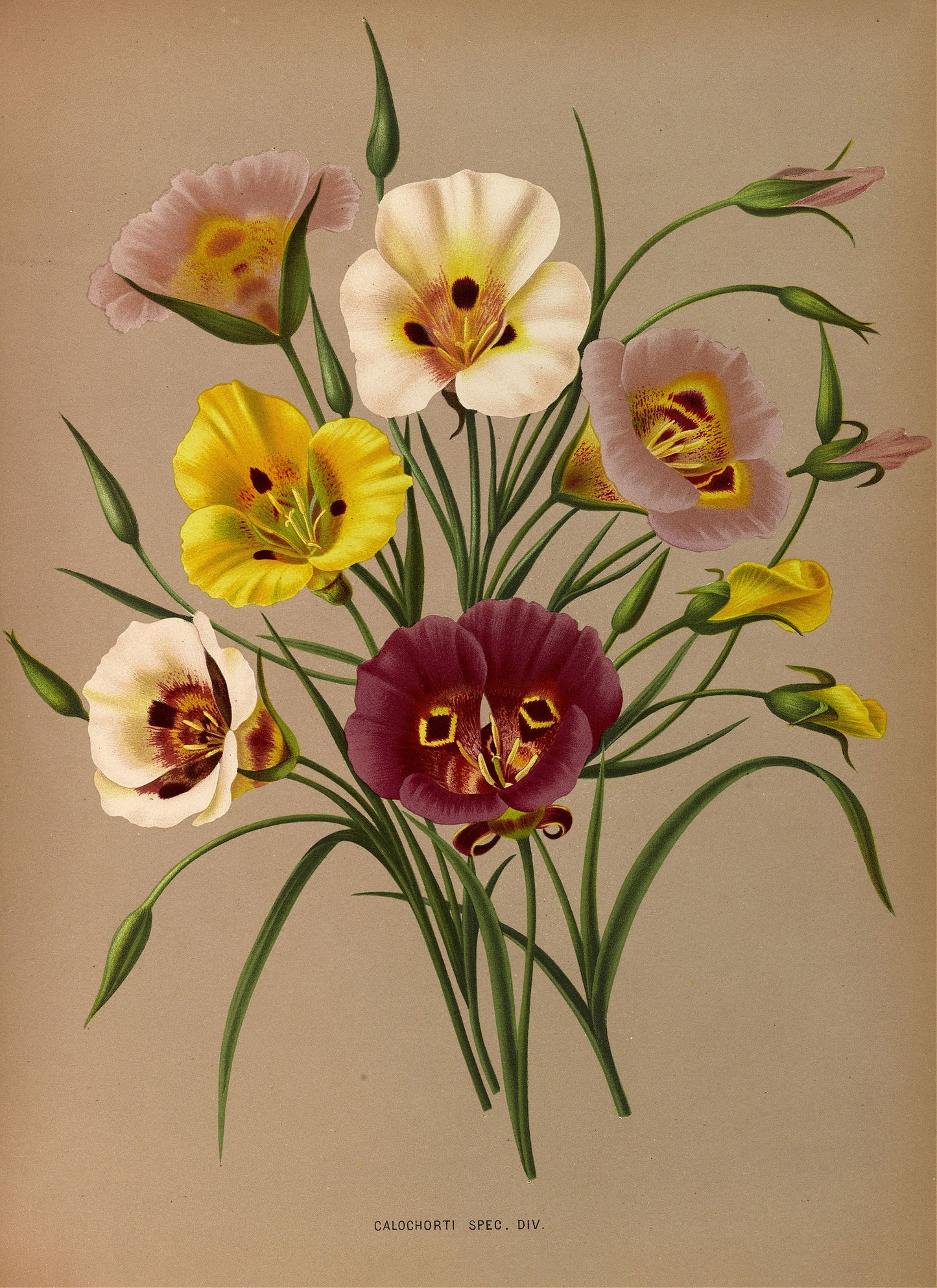 Haarlem's Flora Set 1 [38 Images]
