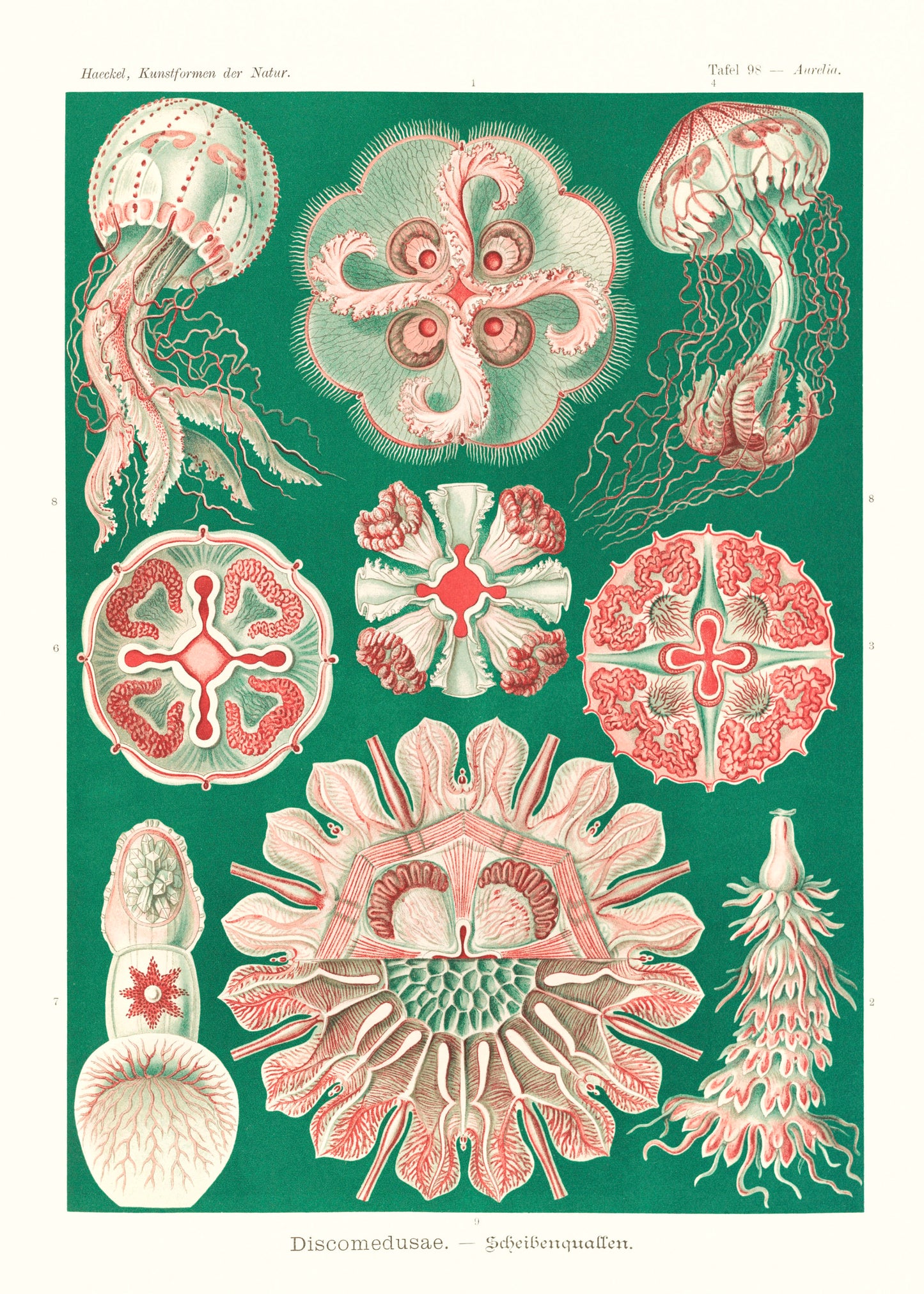 Ernst Haeckel Forms of Nature Set 1 [49 Images]