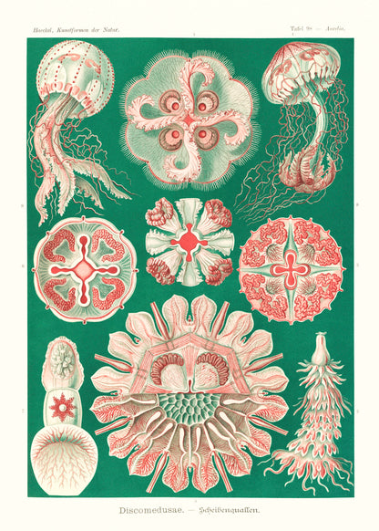 Ernst Haeckel Forms of Nature Set 1 [49 Images]