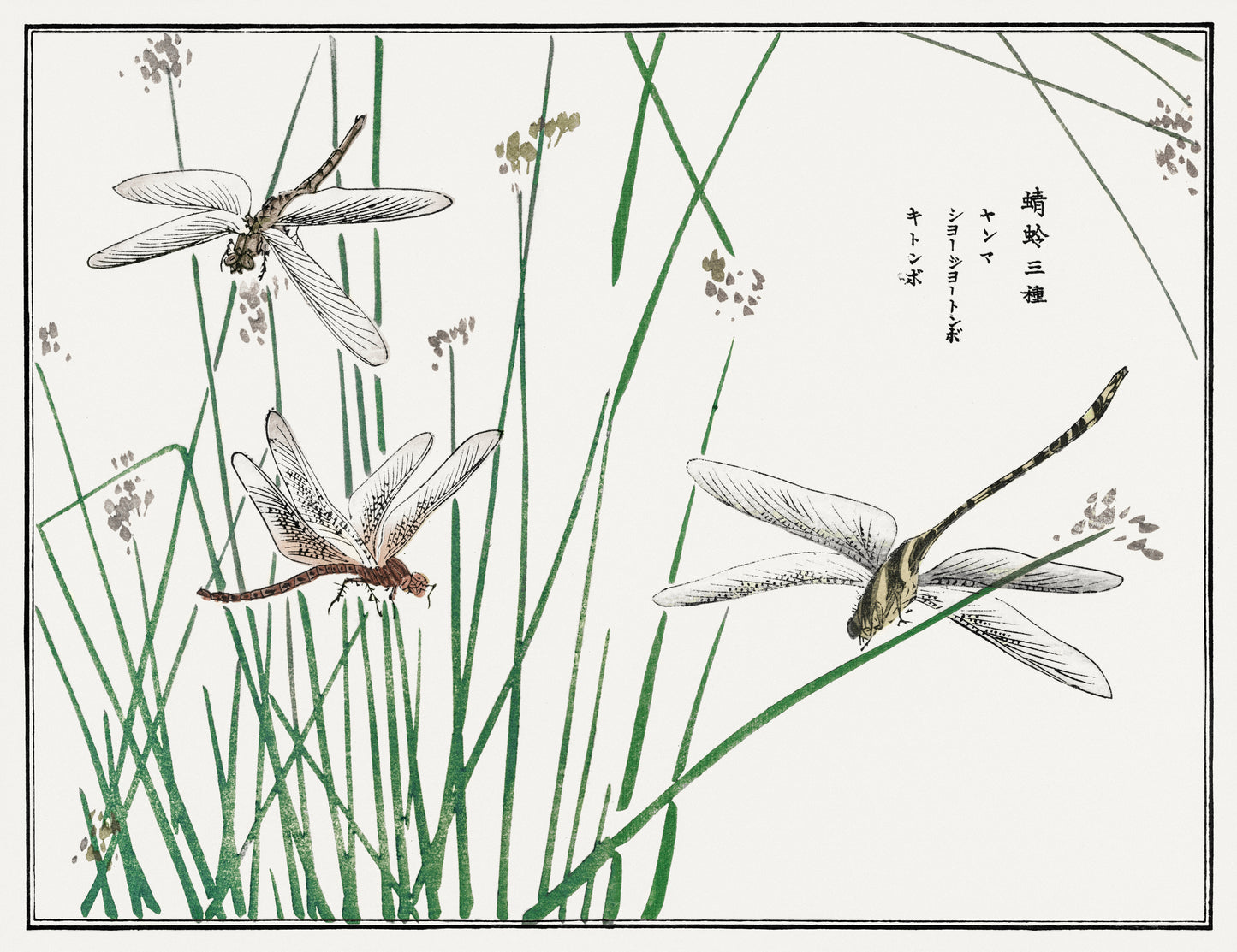 Morimoto Toko Insect & Botanical Woodblock Prints [24 Images]