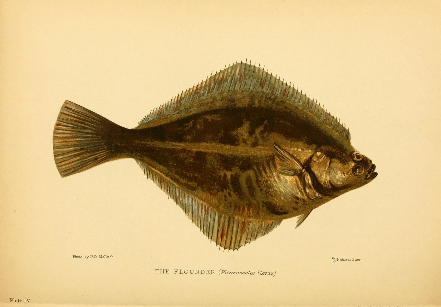 British Fresh Water Fish [13 Images]
