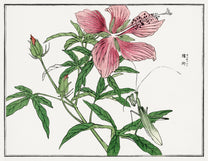 Morimoto Toko Insect & Botanical Woodblock Prints | Japanese Art Images ...