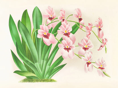 Iconography of Orchids Set 1 [33 Images]