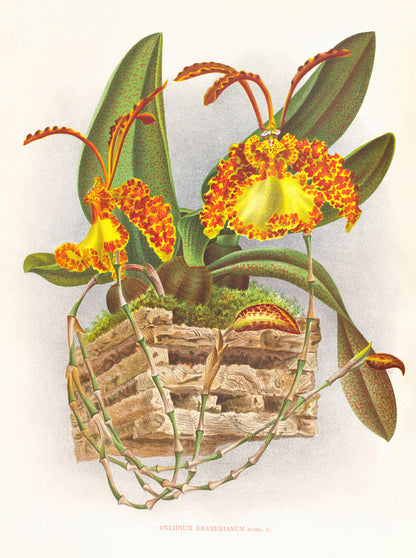 Iconography of Orchids Set 4 [32 Images]