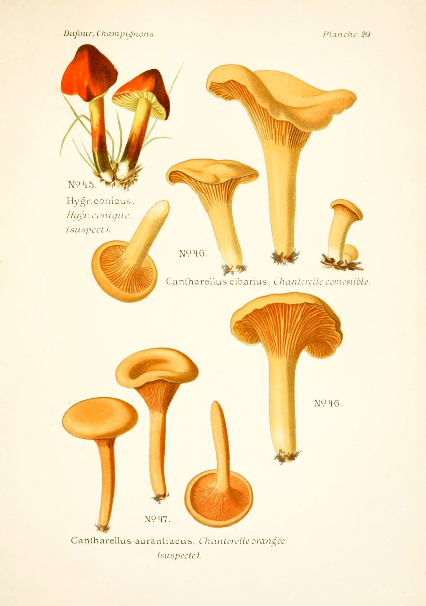 Atlas of Edible & Poisonous Mushrooms [80 Images]