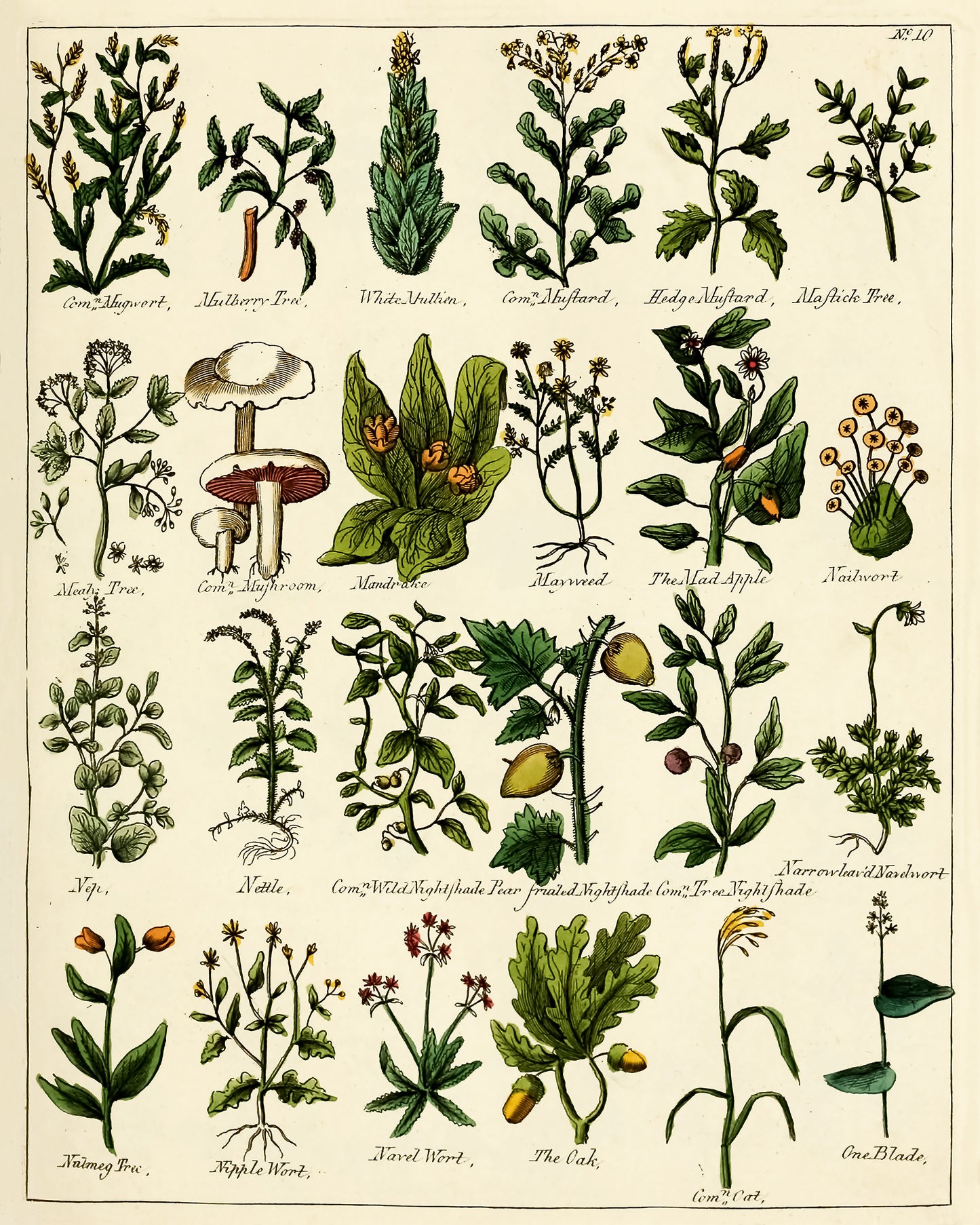 Culpeper's Complete Herbal [28 Images]