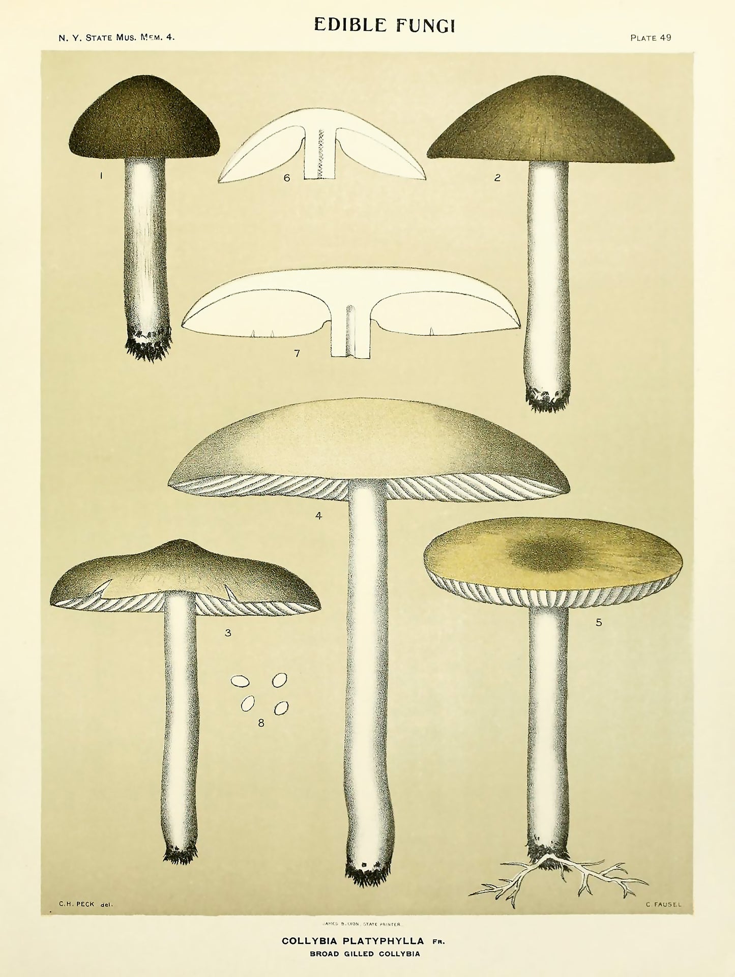 Edible Fungi of New York [25 Images]