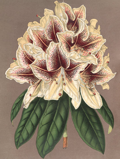 L' Illustration Horticole Rhododendron [19 Images]