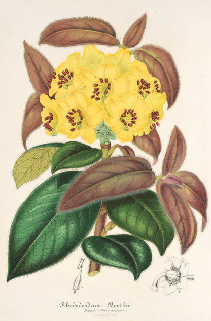 L' Illustration Horticole Rhododendron [19 Images]