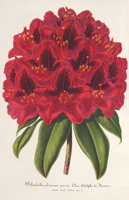 L' Illustration Horticole Rhododendron [19 Images]