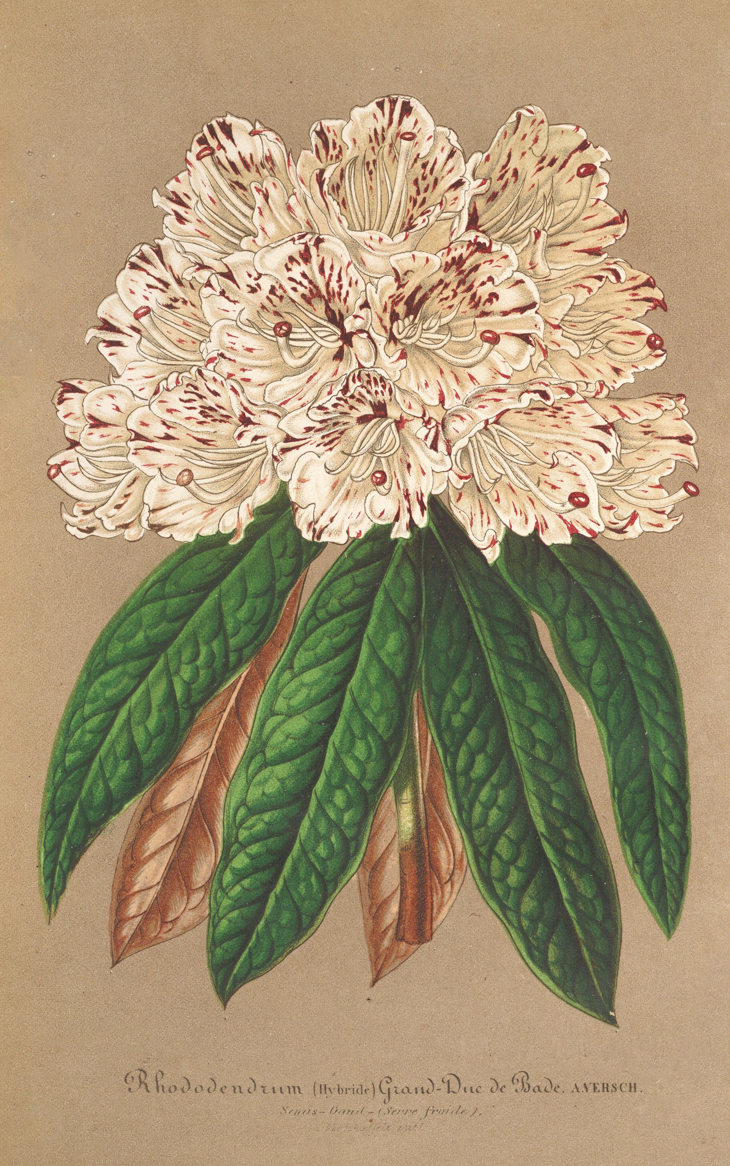 L' Illustration Horticole Rhododendron [19 Images]