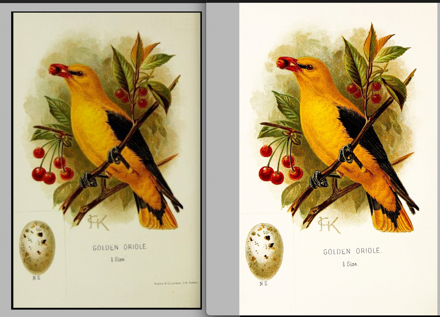 A Chapter On Birds Rare British Birds & Their Eggs [18 Images]