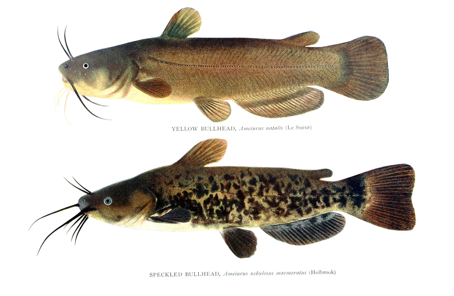 The Fishes of Illinois [40 Images]