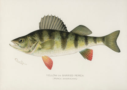 Game Fishes of North America [20 Images]