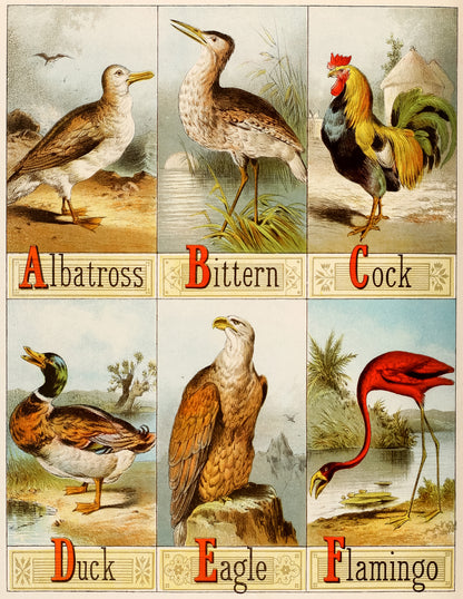 Picture Alphabet of Birds [24 Images]