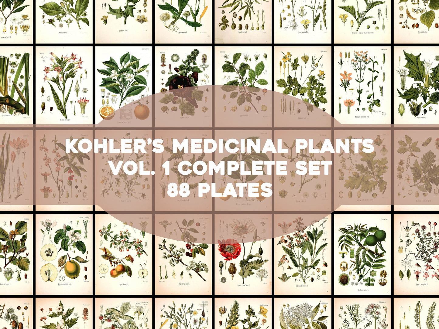Kohler's Medicinal Plants Set 1 [88 Images]