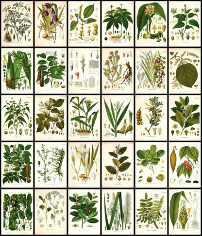 Kohler's Medicinal Plants Set 2 Half Set 2 [57 Images]