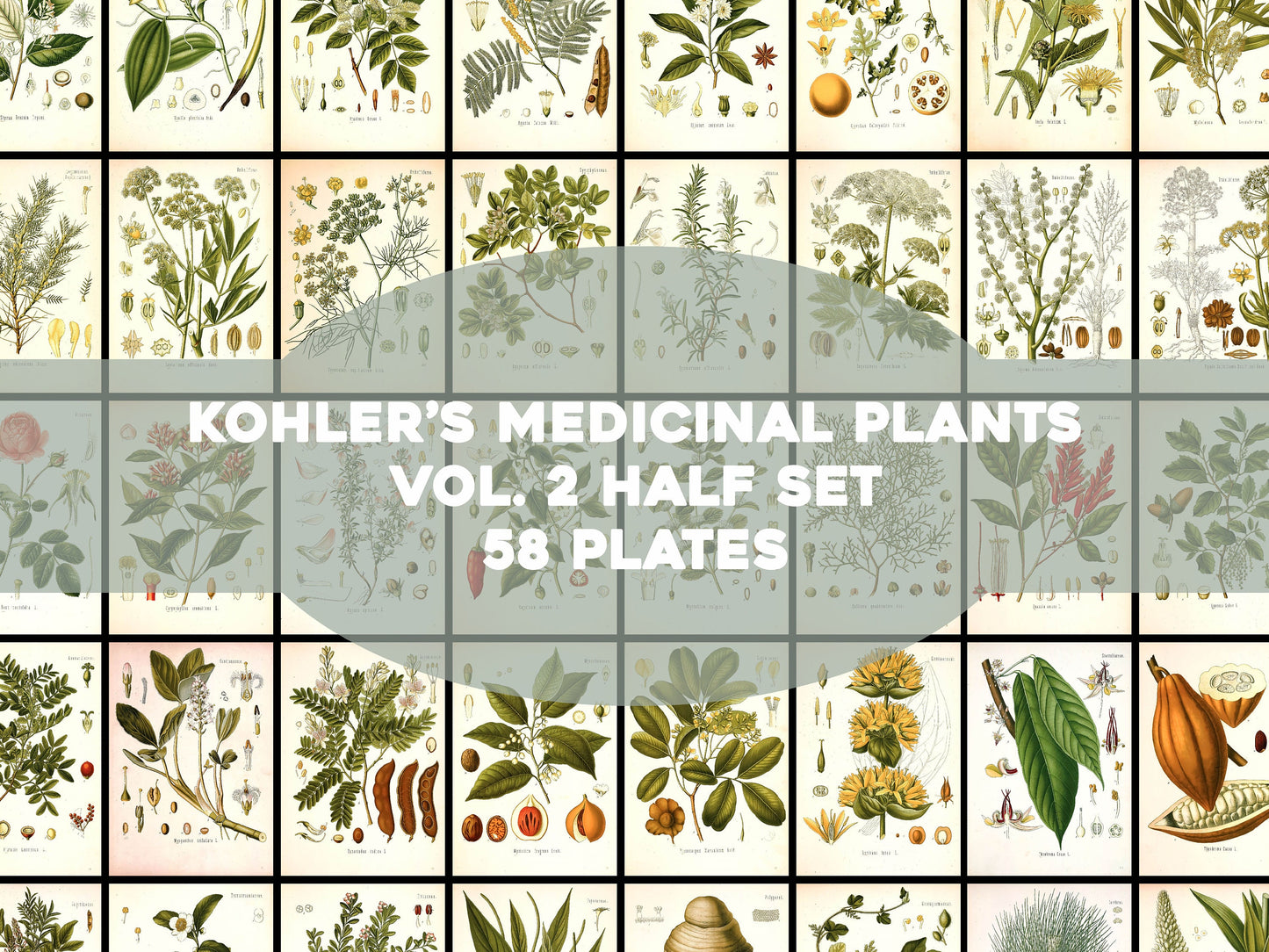 Kohler's Medicinal Plants Set 2 Half Set 1 [58 Images]