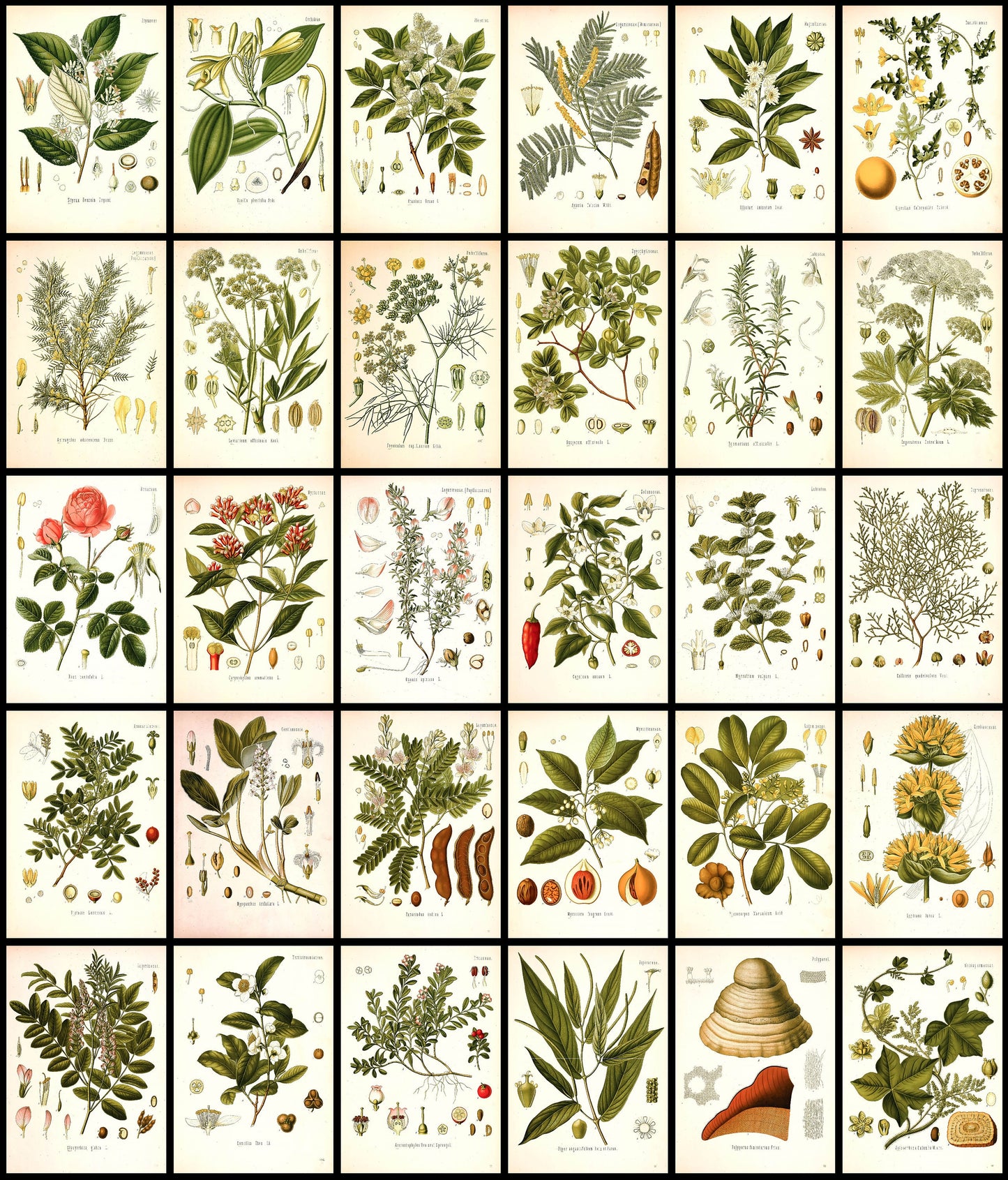 Kohler's Medicinal Plants Set 2 Half Set 1 [58 Images]