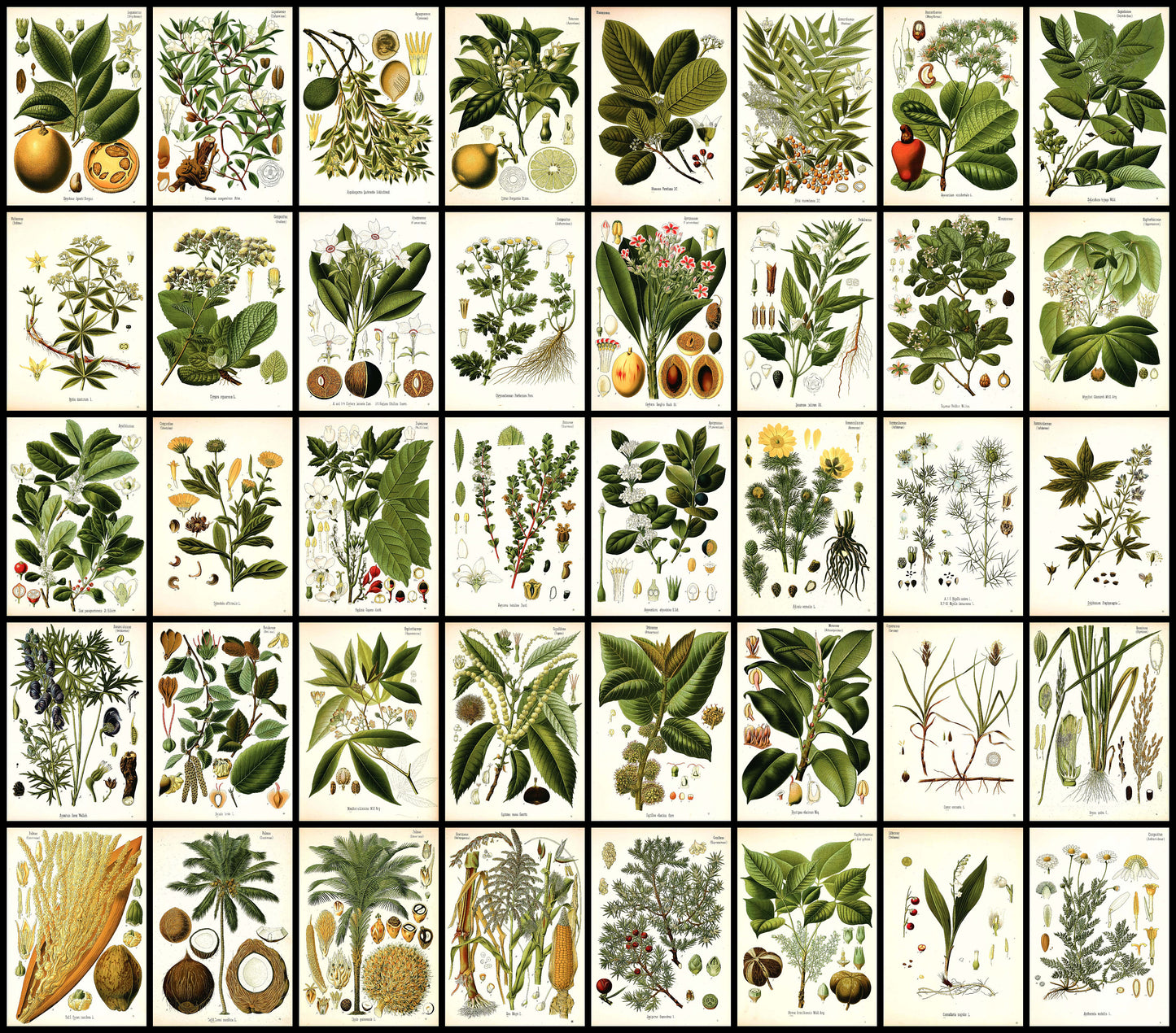 Kohler's Medicinal Plants Set 3 [80 Images]
