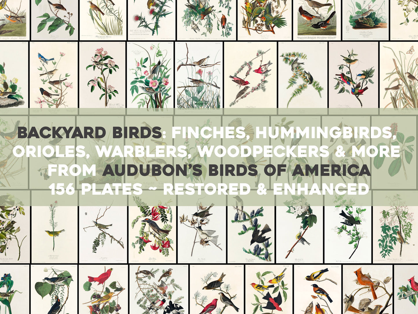 Audubon's Birds of America Backyard Birds [156 Images]