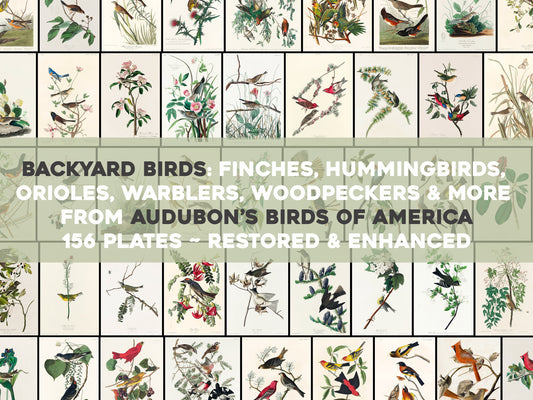 Audubon's Birds of America Backyard Birds [156 Images]