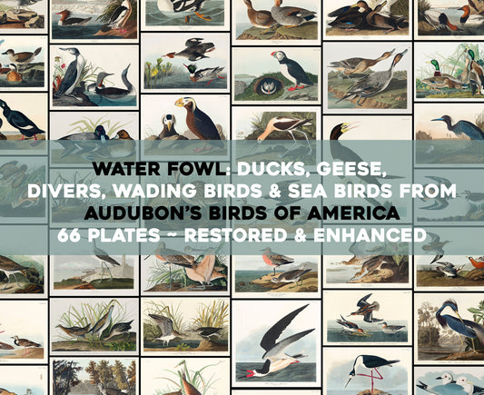 Audubon's Birds of America Water Fowl & Sea Birds [66 Images]